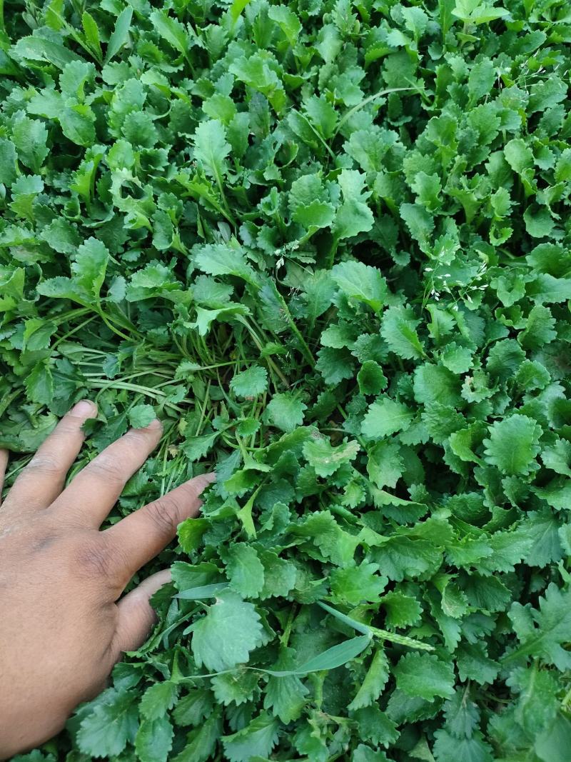 大滨菊大白菊大滨菊价格基地直销大量有货长期供货