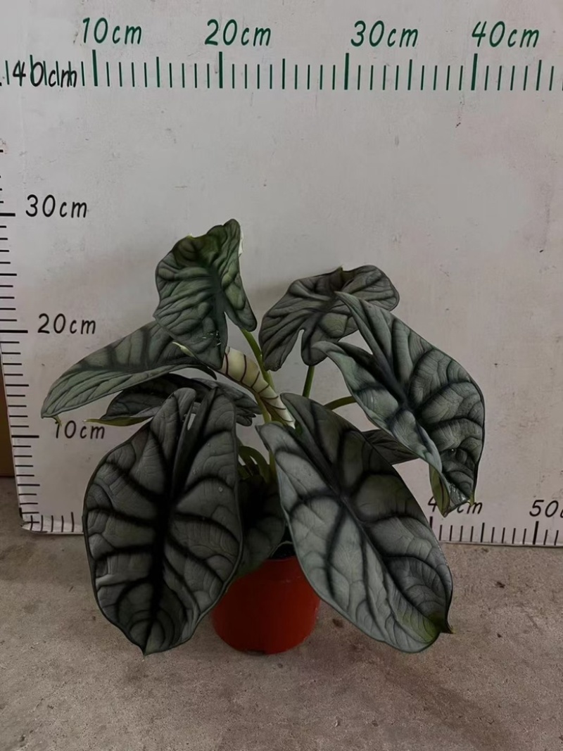 白犀牛海芋，基地直销，质量非常好，量大价优