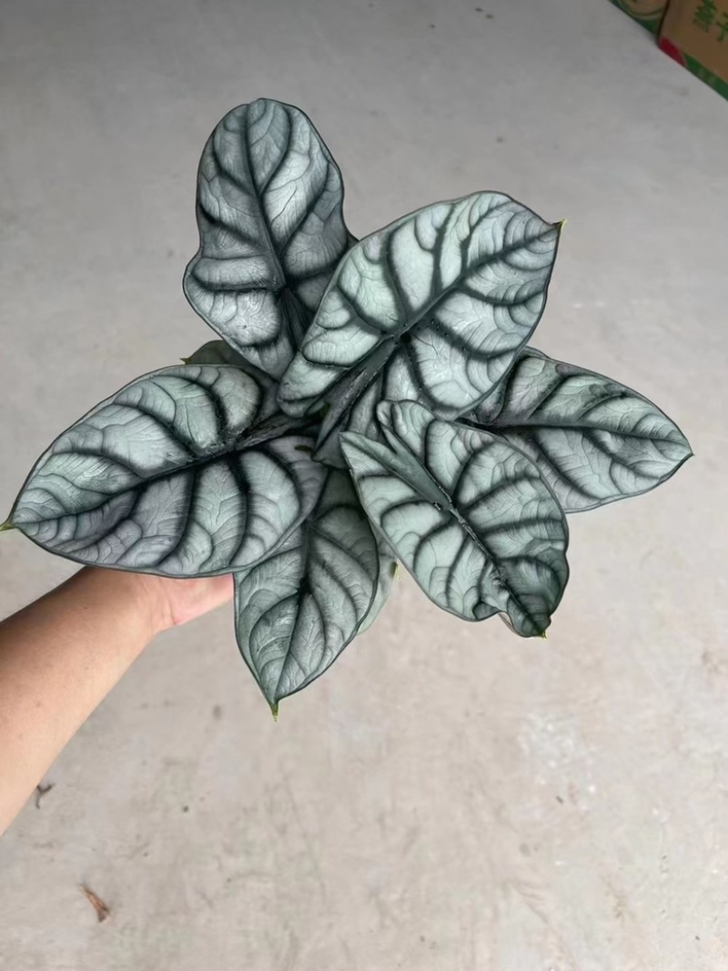 白犀牛海芋，基地直销，质量非常好，量大价优