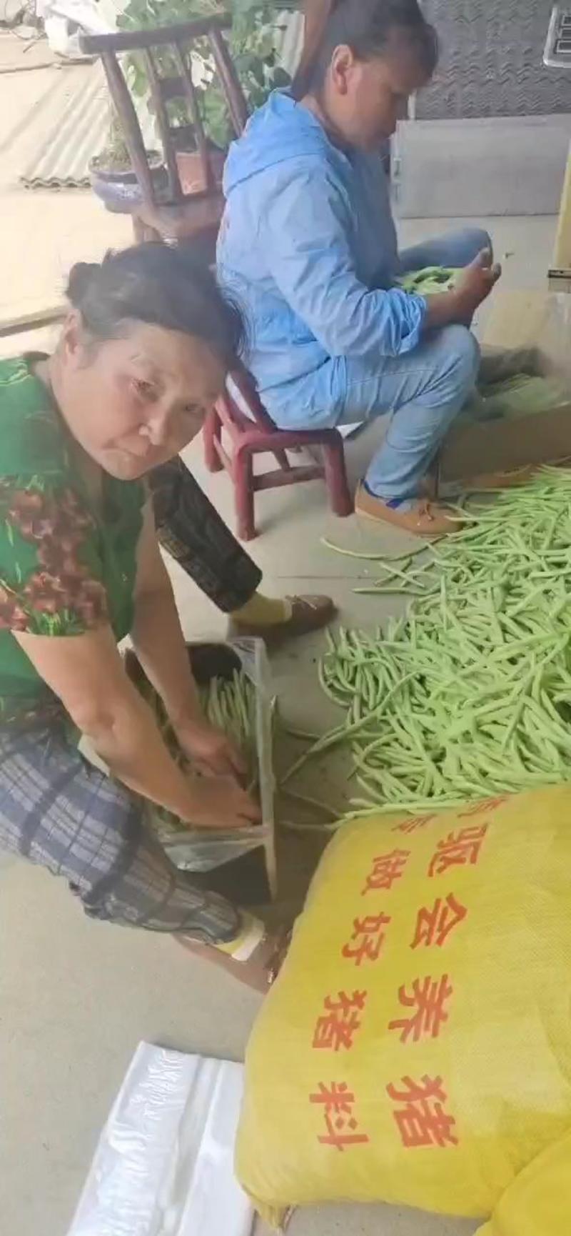 高山四季豆无筋豆产地直销保質保量歡迎訂購。