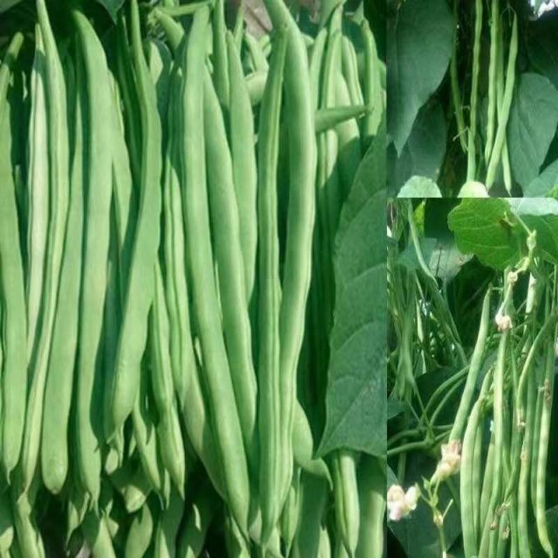 高山四季豆无筋豆产地直销保質保量歡迎訂購。