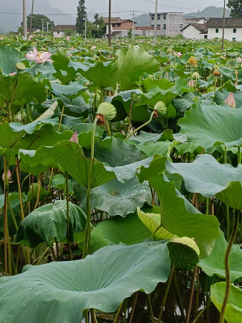 草莲，广昌白莲。