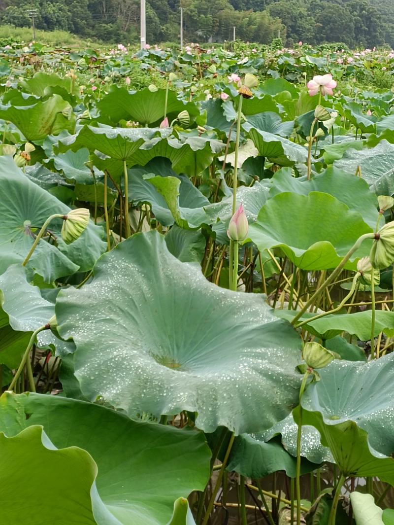草莲，广昌白莲。