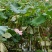 草莲，广昌白莲。