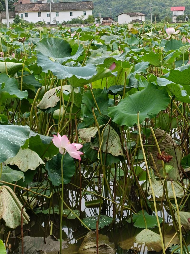 草莲，广昌白莲。