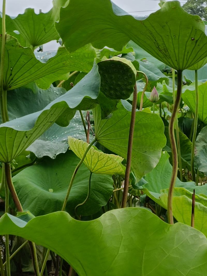 草莲，广昌白莲。