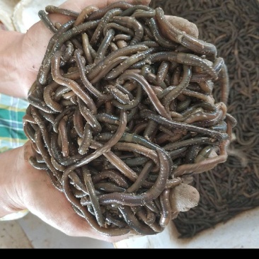 供应优质蚯蚓种苗