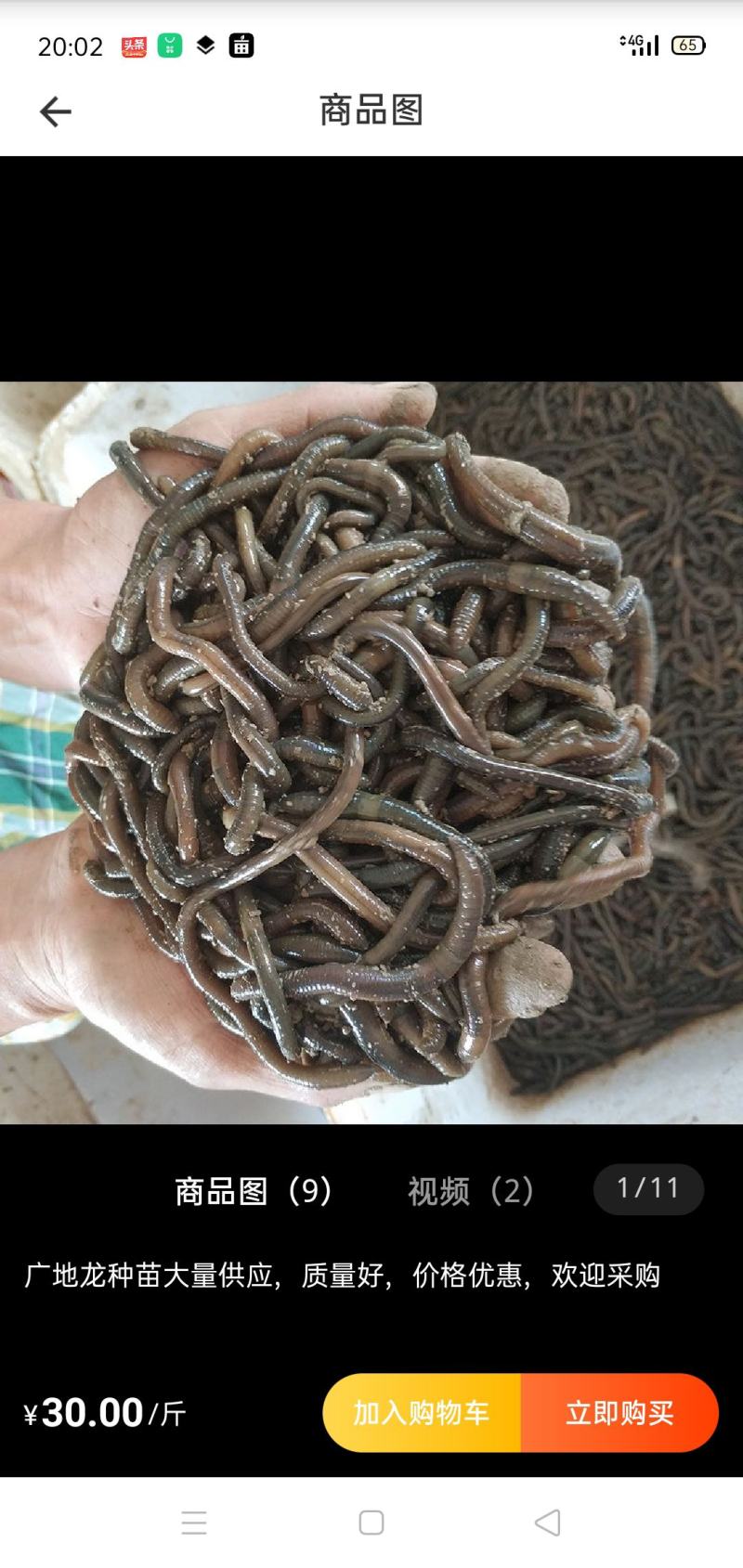 供应优质蚯蚓种苗
