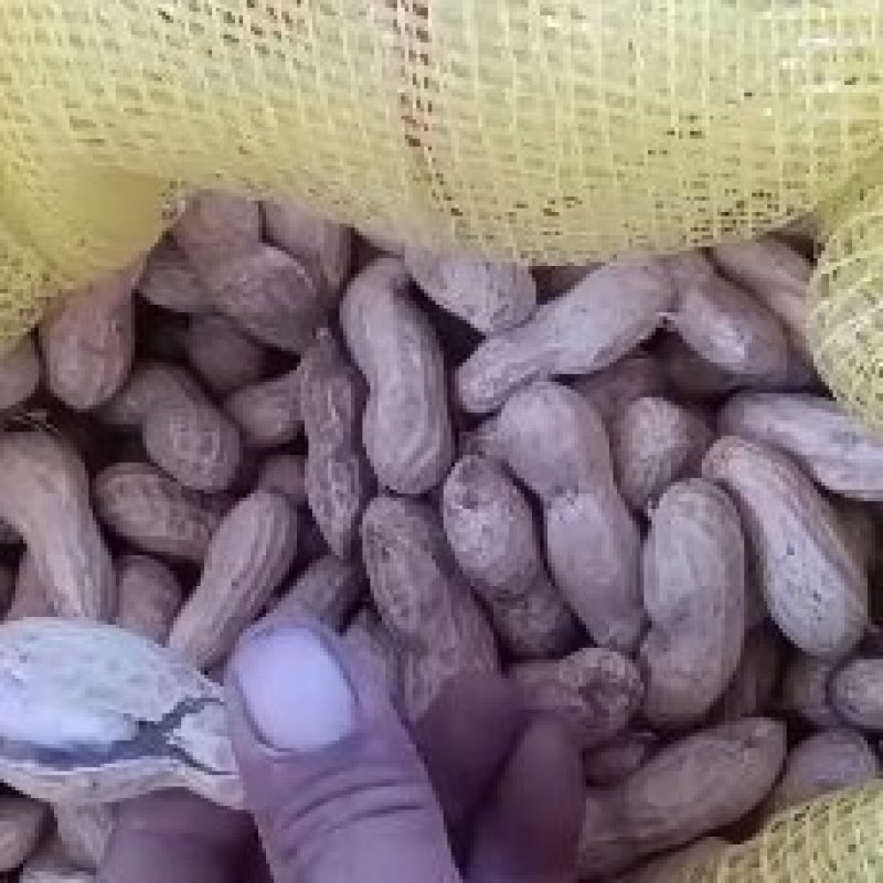 开封沙地鲜花生，手摘果，颗粒饱满，纯沙地，白亮，无杂质，