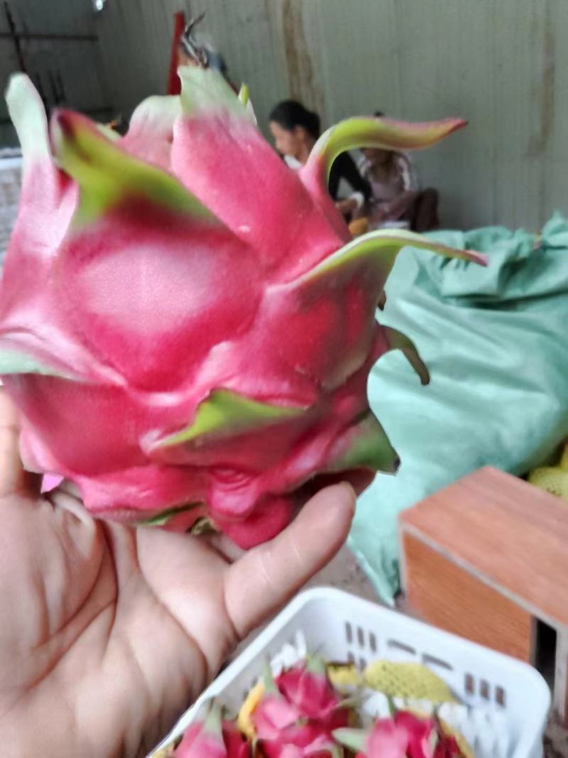 云南金都一号火龙果红心