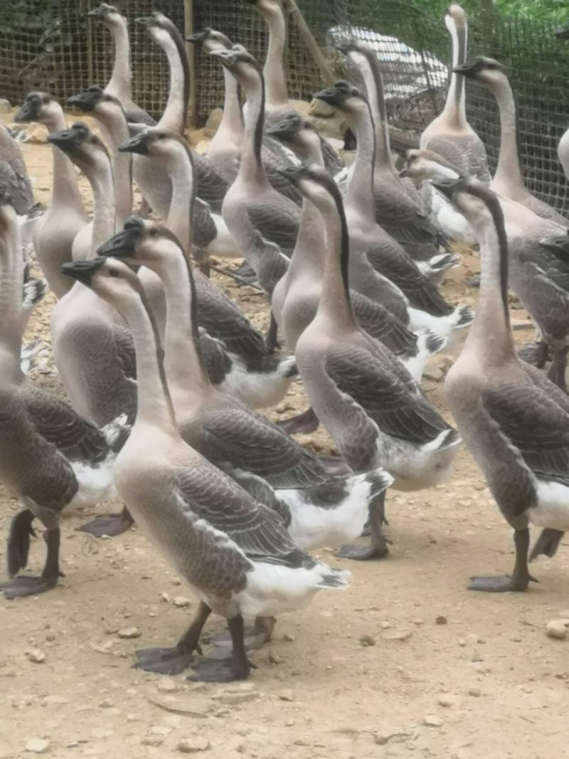 阳江鹅