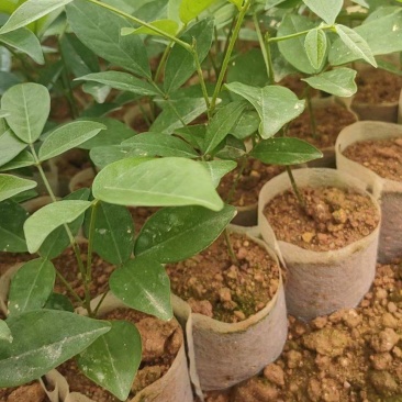 广西小叶牛大力苗，优质苗，价格实惠，基地直供