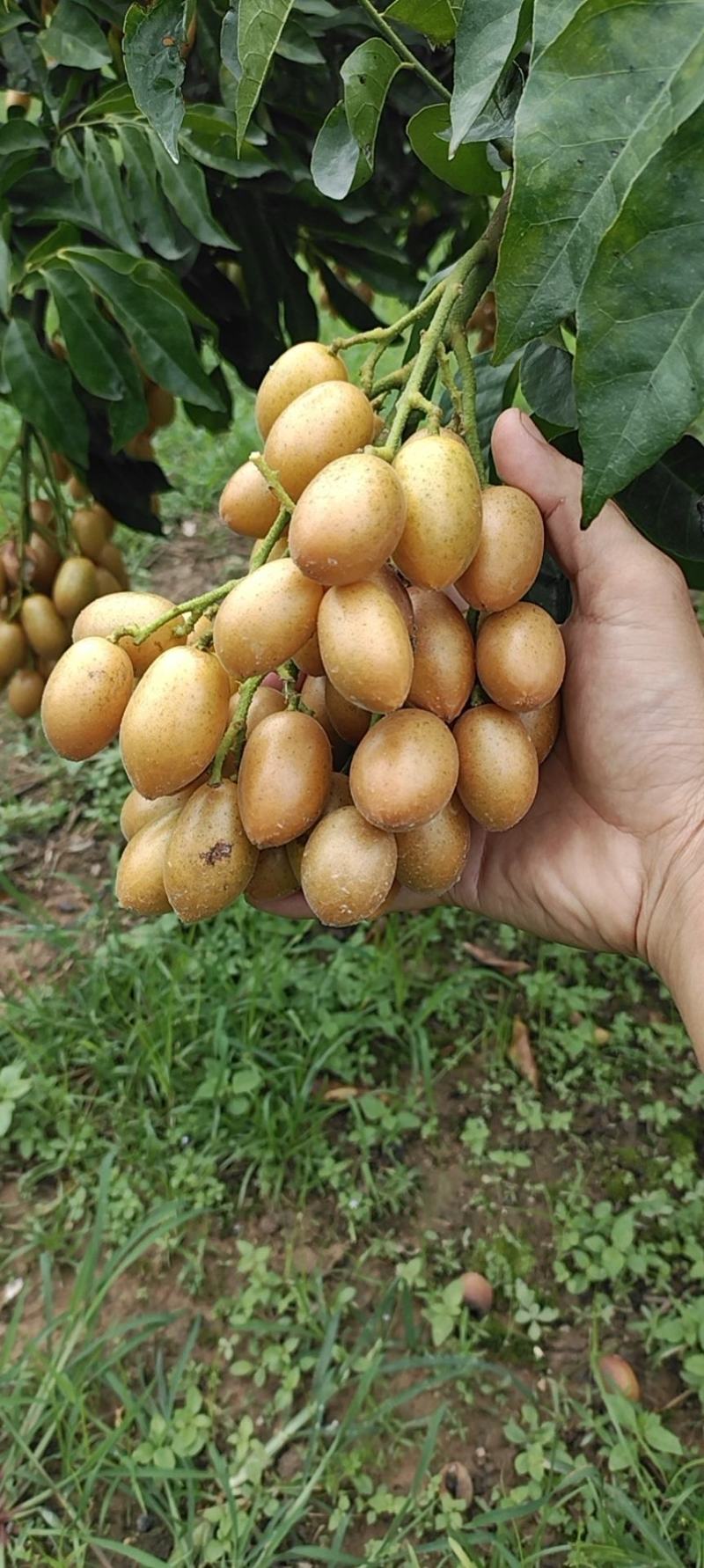 巨丰一号黄皮。。。。。。。。。。。。。。。。。