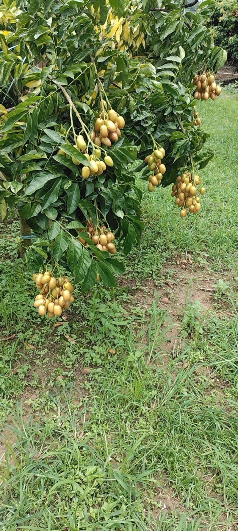 巨丰一号黄皮。。。。。。。。。。。。。。。。。