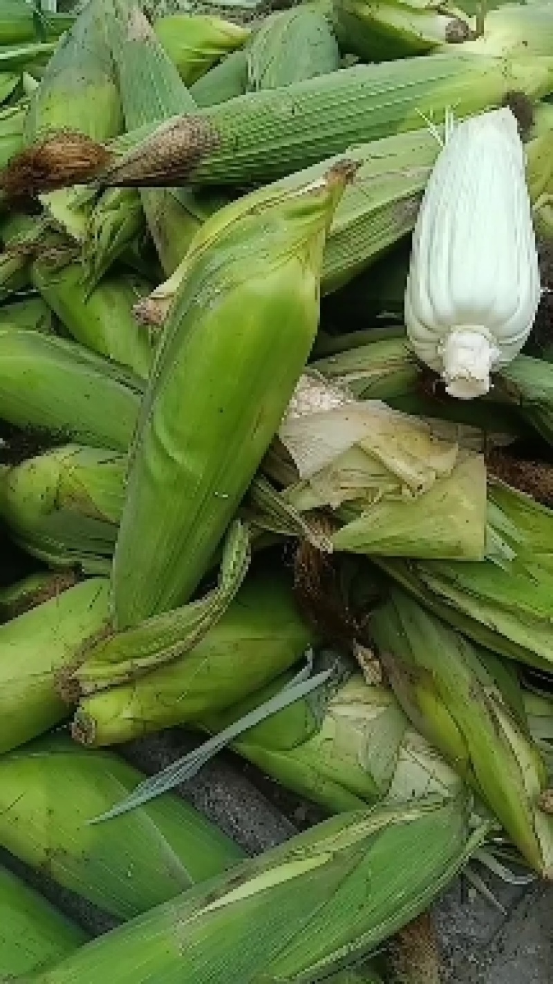甜的粘玉米量大个大好吃老板快来吧，客户放心