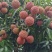 桂味荔枝已经成熟上市了。。。。。。。。。。。。。。。。
