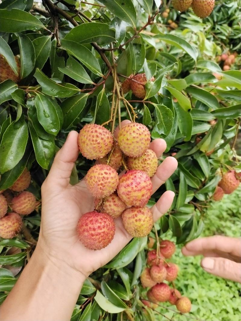 桂味荔枝已经成熟上市了。。。。。。。。。。。。。。。。
