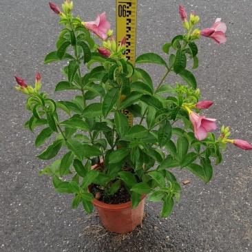 紫婵盆栽花卉绿植批发，芳香迷人
