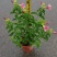 紫婵盆栽花卉绿植批发，芳香迷人