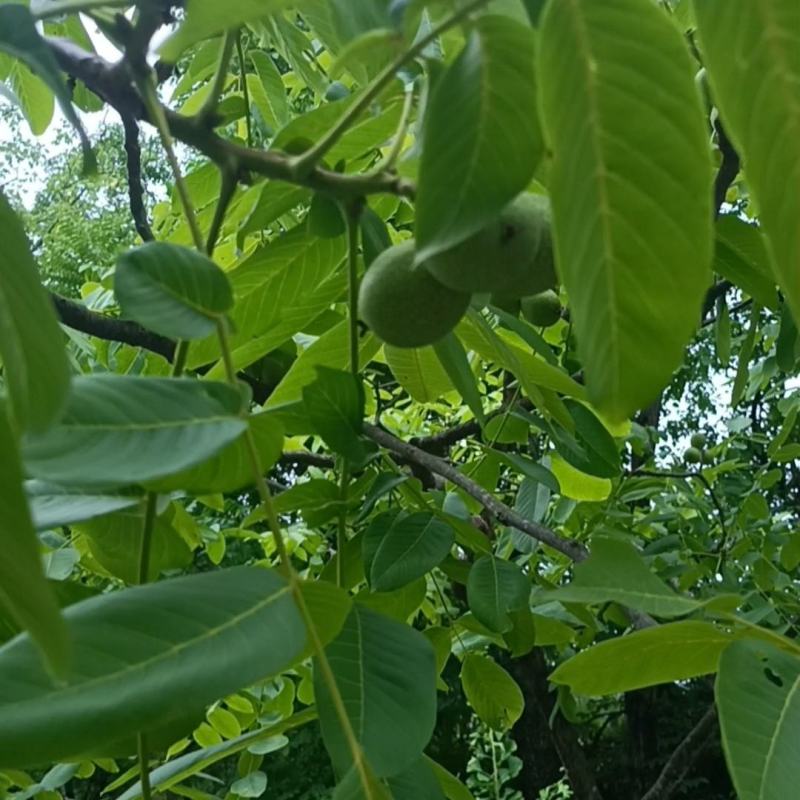 青皮核桃