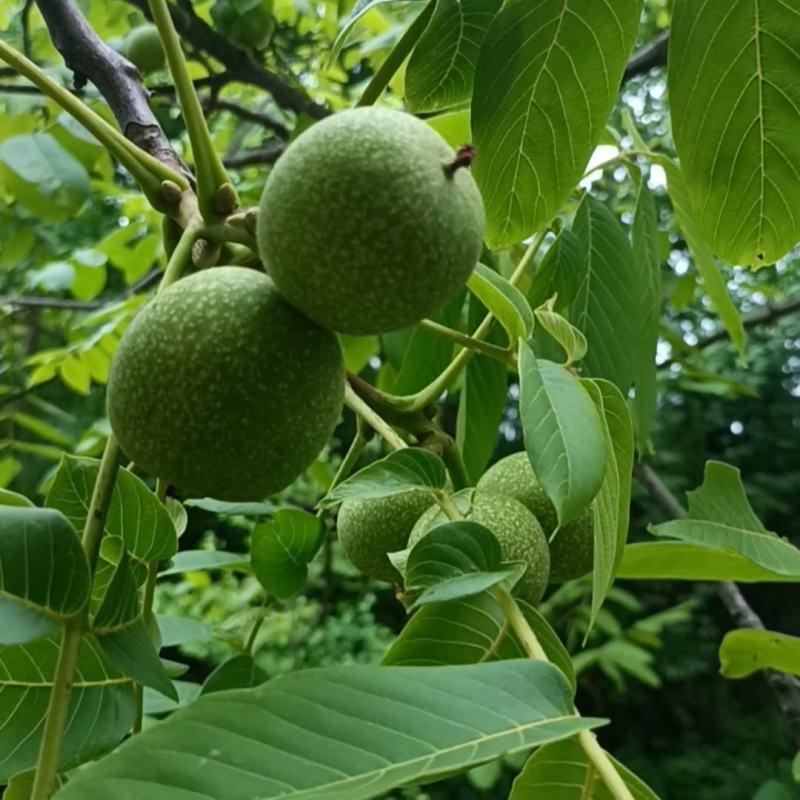 青皮核桃