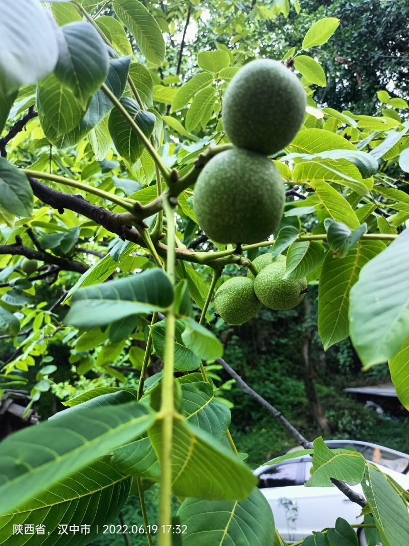 青皮核桃