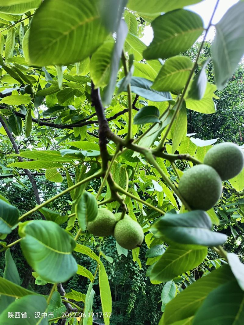 青皮核桃
