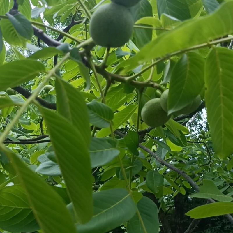 青皮核桃