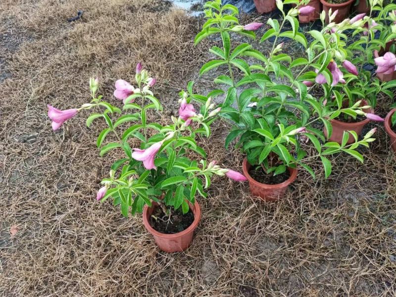 紫婵盆栽花卉绿植批发，芳香迷人