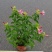 紫婵盆栽花卉绿植批发，芳香迷人