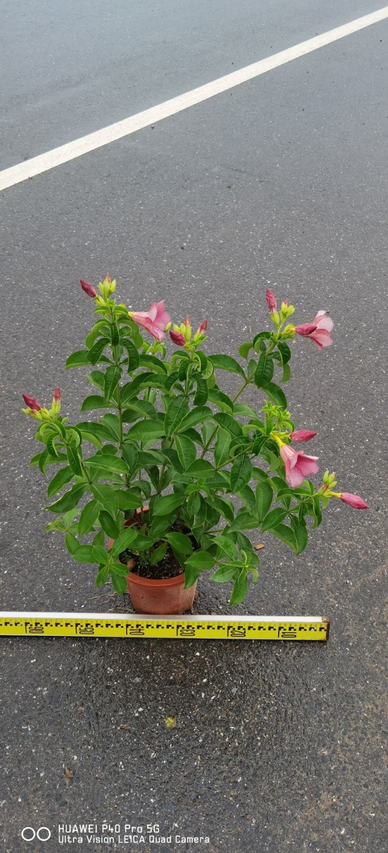 紫婵盆栽花卉绿植批发，芳香迷人