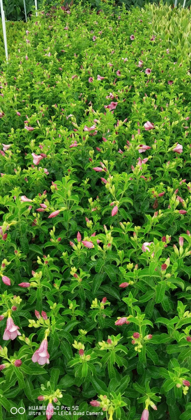 紫婵盆栽花卉绿植批发，芳香迷人