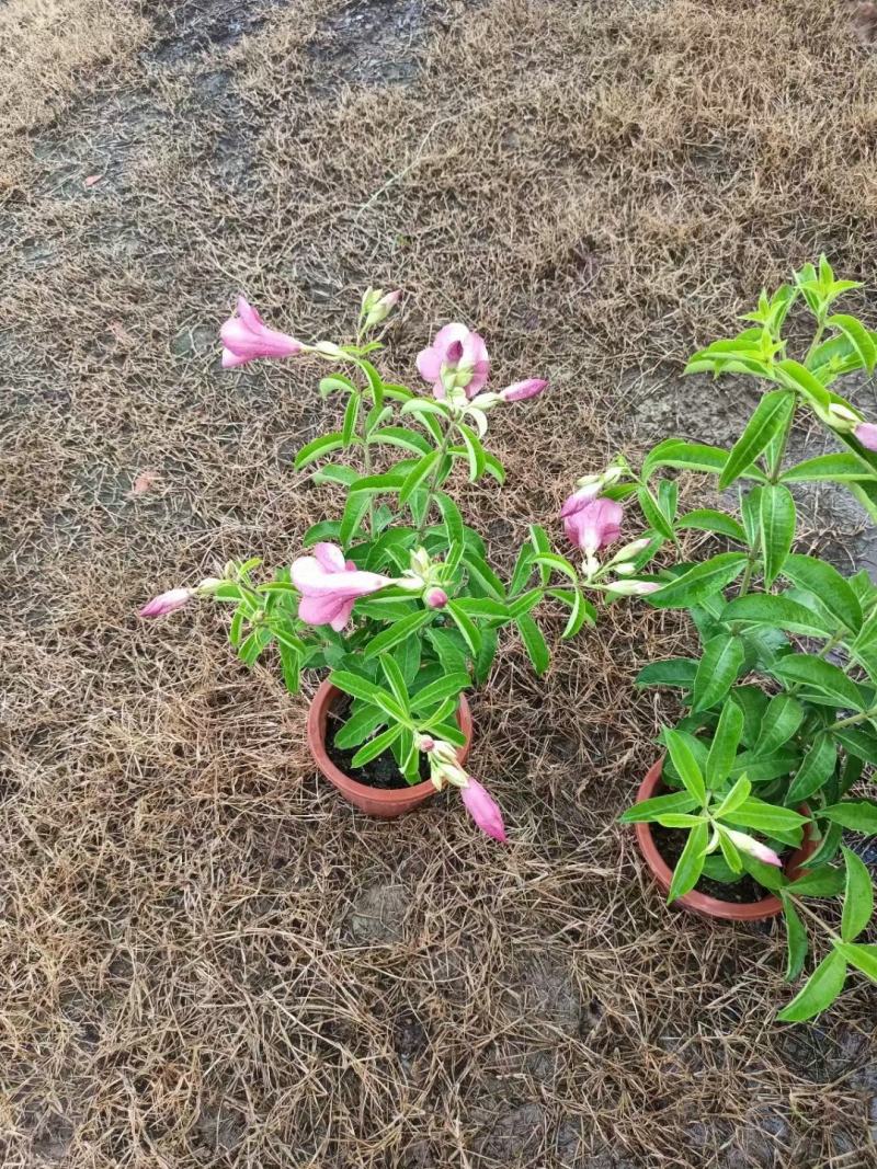 紫婵盆栽花卉绿植批发，芳香迷人
