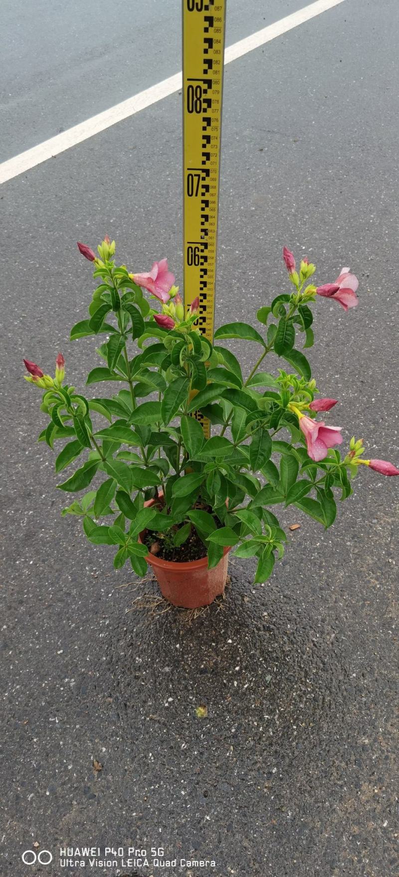 紫婵盆栽花卉绿植批发，芳香迷人