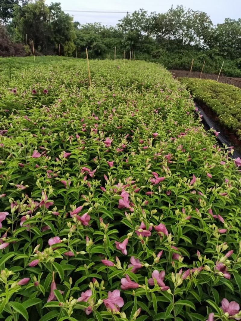 紫婵盆栽花卉绿植批发，芳香迷人