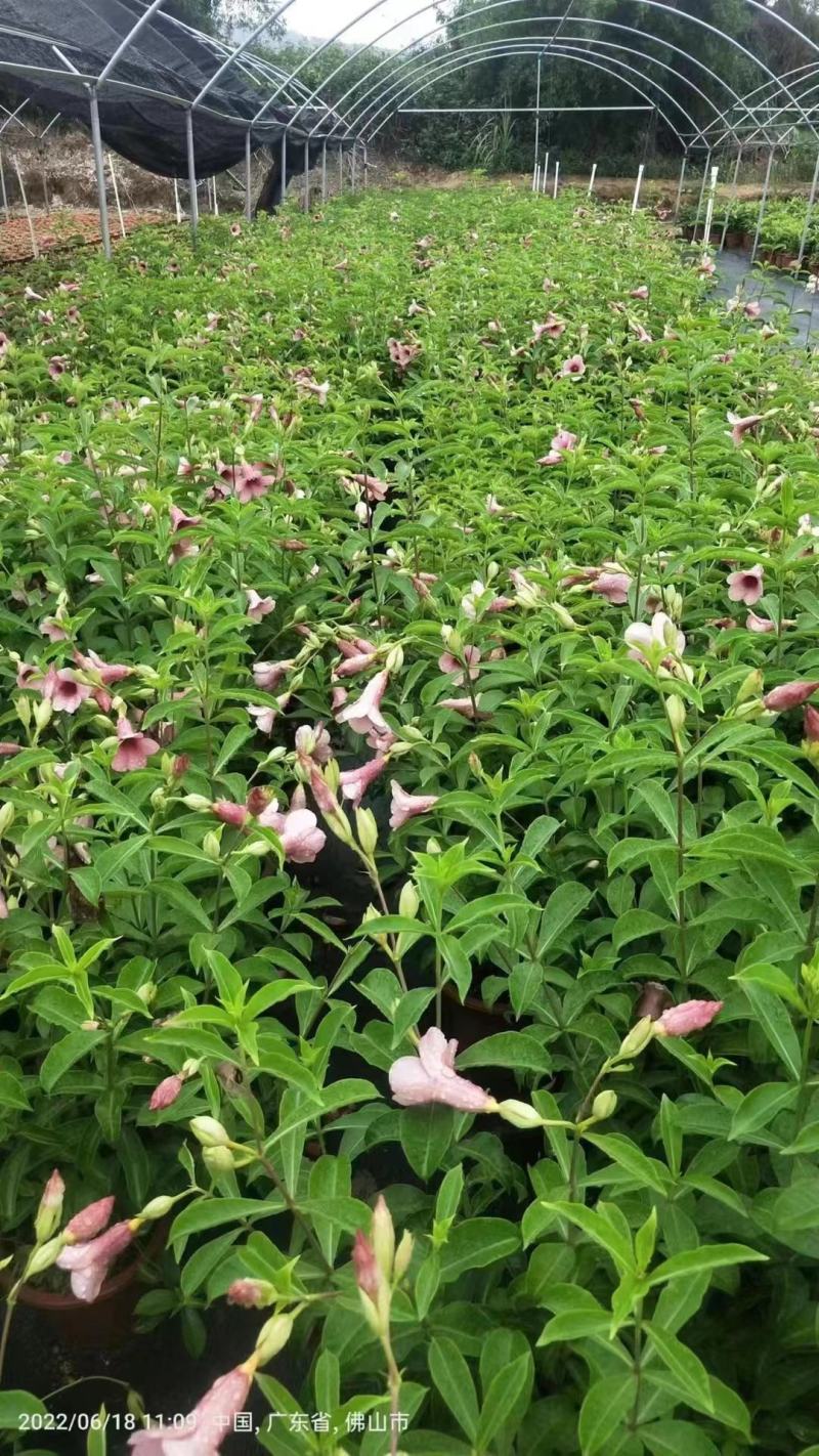 紫婵盆栽花卉绿植批发，芳香迷人