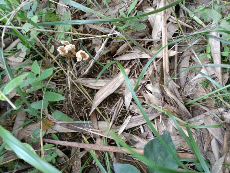 野生金蝉花，今年新货，产地直销