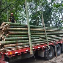 15米16米竹子
