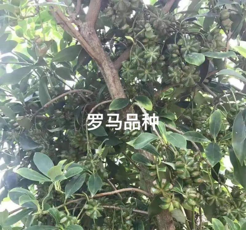 正東古龙大红（罗马品种）八角苗八角树苗矮化八角嫁接苗