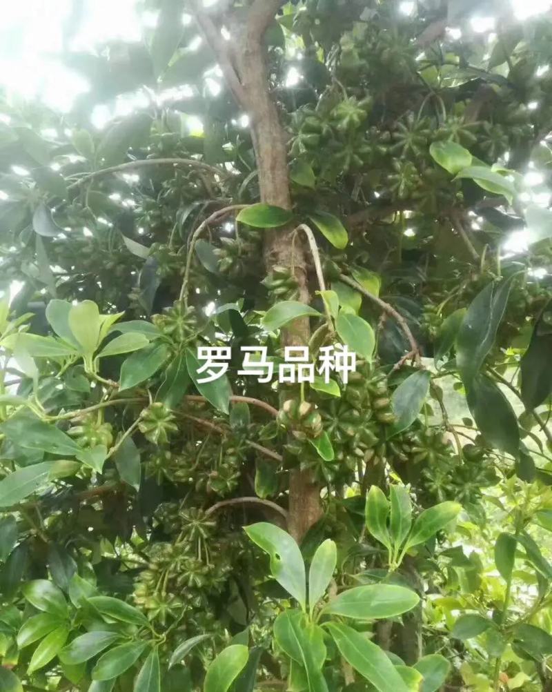 正東古龙大红（罗马品种）八角苗八角树苗矮化八角嫁接苗