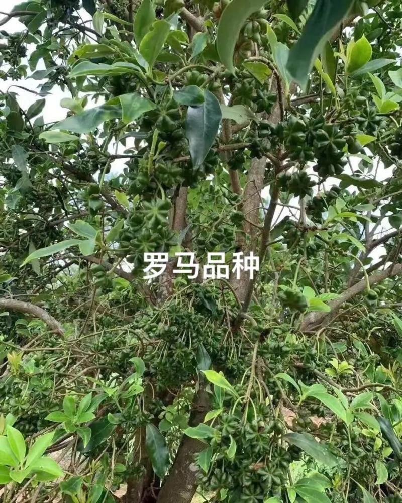 正東古龙大红（罗马品种）八角苗八角树苗矮化八角嫁接苗