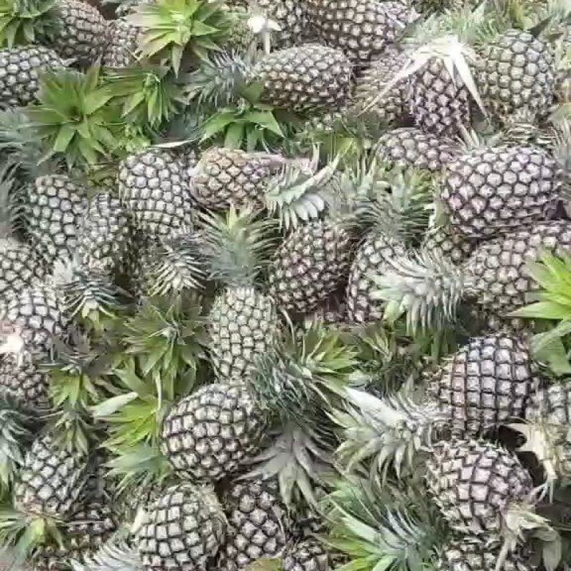 无眼凤梨，菠萝
