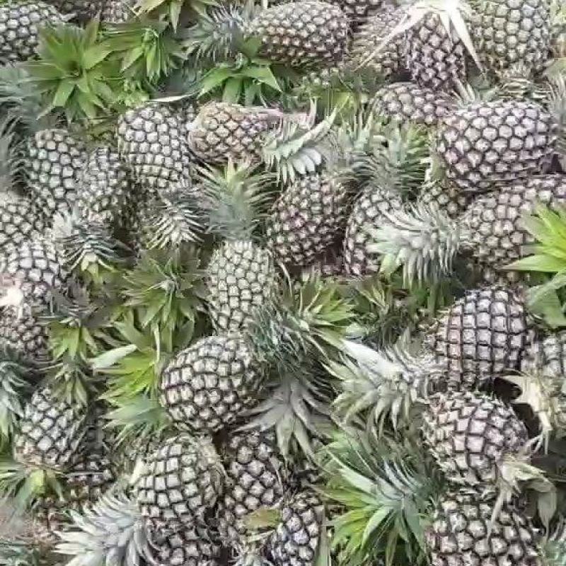 无眼凤梨，菠萝
