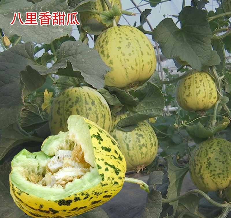 八里香甜瓜种子中早熟蔬菜瓜果种子籽香味浓特甜蜜瓜小院家庭