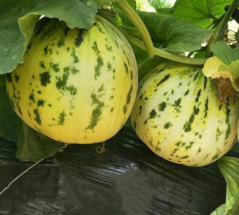 八里香甜瓜种子中早熟蔬菜瓜果种子籽香味浓特甜蜜瓜小院家庭
