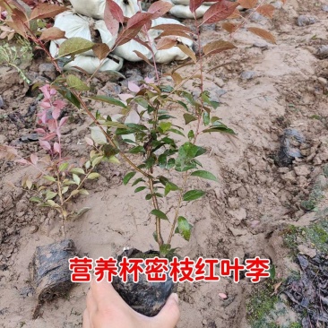 红叶李小苗,红叶李绿篱苗,营养杯红叶,河北保定红叶李基地