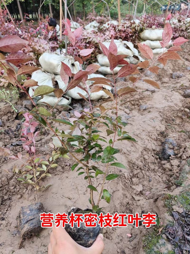 红叶李小苗，红叶李绿篱苗，营养杯红叶，河北保定红叶李基地