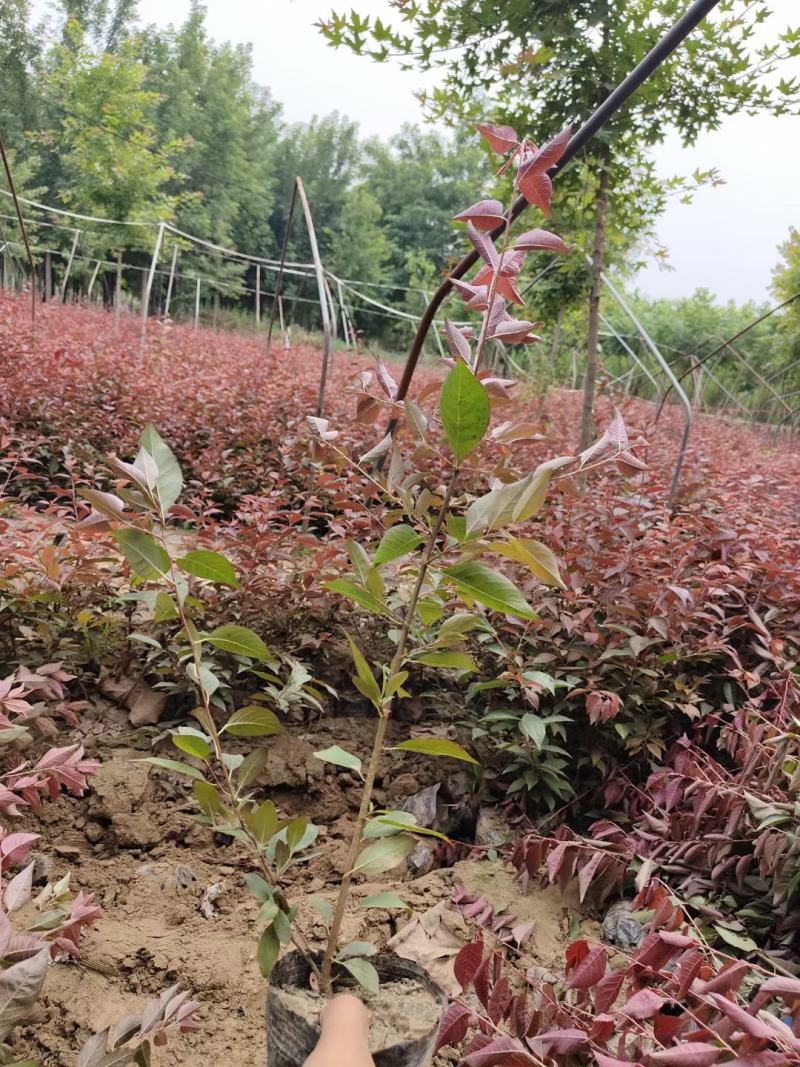 红叶李小苗，红叶李绿篱苗，营养杯红叶，河北保定红叶李基地
