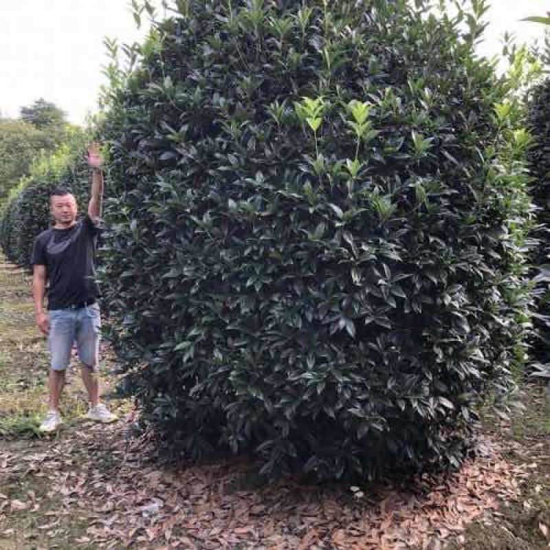 精品八月桂成都基地直销质量有保证可视频看货全国发货