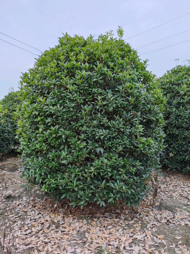 精品八月桂成都基地直销质量有保证可视频看货全国发货